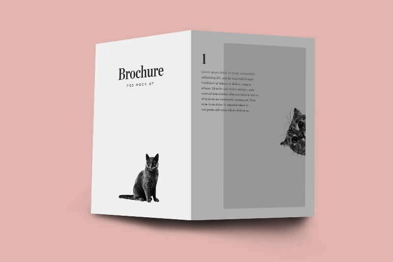 Designlazy-Brochure